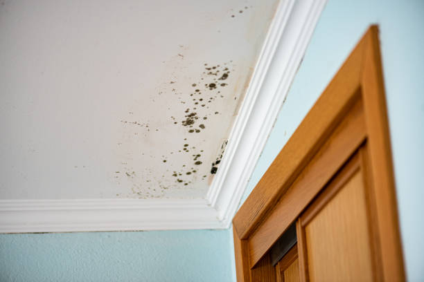 Best Certified Mold Removal  in Summer Set, MO