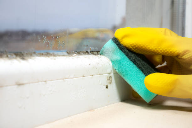 Professional Mold Removal in Summer Set, MO