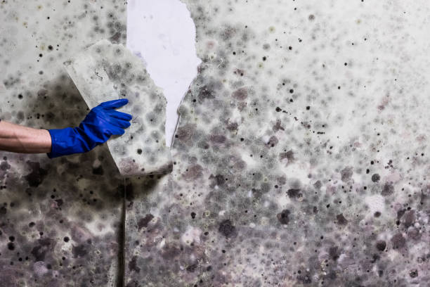 Best Residential Mold Removal  in Summer Set, MO